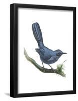 Blue Mockingbird (Melanotis Caerulescens), Birds-Encyclopaedia Britannica-Framed Poster