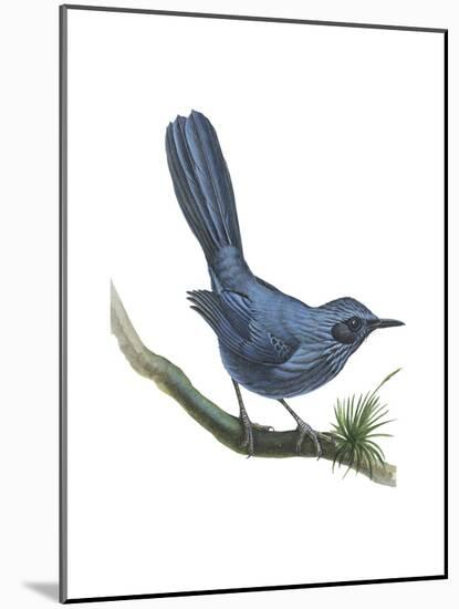 Blue Mockingbird (Melanotis Caerulescens), Birds-Encyclopaedia Britannica-Mounted Poster