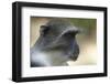 Blue Monkey (Cercopithecus Mitis) Portrait. Gede Ruins, Kenya-Ben Lascelles-Framed Photographic Print