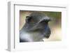 Blue Monkey (Cercopithecus Mitis) Portrait. Gede Ruins, Kenya-Ben Lascelles-Framed Photographic Print