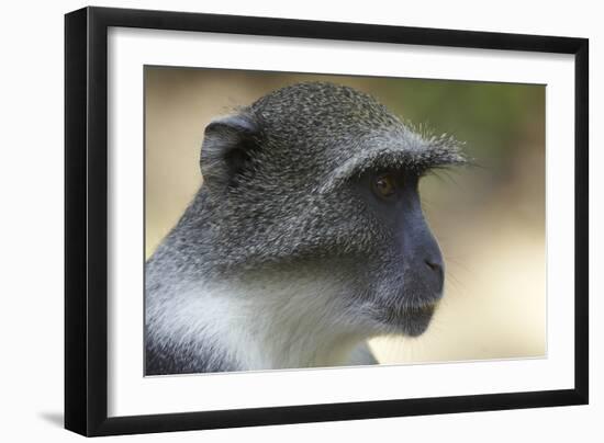 Blue Monkey (Cercopithecus Mitis) Portrait. Gede Ruins, Kenya-Ben Lascelles-Framed Photographic Print