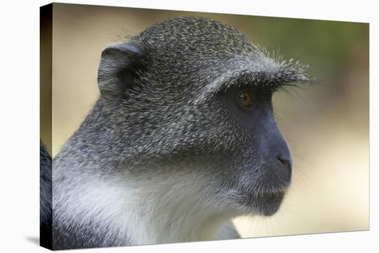 Blue Monkey (Cercopithecus Mitis) Portrait. Gede Ruins, Kenya-Ben Lascelles-Stretched Canvas