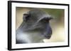 Blue Monkey (Cercopithecus Mitis) Portrait. Gede Ruins, Kenya-Ben Lascelles-Framed Photographic Print