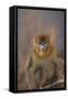 Blue Monkey-DLILLC-Framed Stretched Canvas