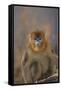 Blue Monkey-DLILLC-Framed Stretched Canvas