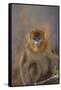 Blue Monkey-DLILLC-Framed Stretched Canvas