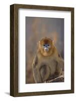 Blue Monkey-DLILLC-Framed Photographic Print