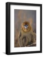 Blue Monkey-DLILLC-Framed Photographic Print