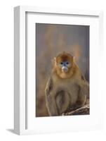 Blue Monkey-DLILLC-Framed Photographic Print