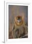 Blue Monkey-DLILLC-Framed Photographic Print