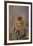 Blue Monkey-DLILLC-Framed Photographic Print