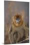 Blue Monkey-DLILLC-Mounted Photographic Print