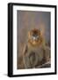 Blue Monkey-DLILLC-Framed Photographic Print