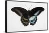 Blue Mormon Swallowtail Butterfly, Top and Bottom Wing Comparison-Darrell Gulin-Framed Stretched Canvas