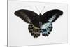 Blue Mormon Swallowtail Butterfly, Top and Bottom Wing Comparison-Darrell Gulin-Stretched Canvas