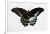 Blue Mormon Swallowtail Butterfly, Top and Bottom Wing Comparison-Darrell Gulin-Framed Photographic Print