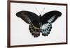 Blue Mormon Swallowtail Butterfly, Top and Bottom Wing Comparison-Darrell Gulin-Framed Photographic Print
