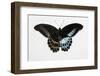 Blue Mormon Swallowtail Butterfly, Top and Bottom Wing Comparison-Darrell Gulin-Framed Photographic Print