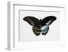 Blue Mormon Swallowtail Butterfly, Top and Bottom Wing Comparison-Darrell Gulin-Framed Photographic Print