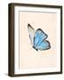 Blue Morphe Butterfly-Julia-Framed Photographic Print