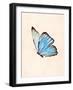 Blue Morphe Butterfly-Julia-Framed Photographic Print