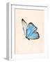 Blue Morphe Butterfly-Julia-Framed Photographic Print