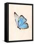 Blue Morphe Butterfly-Julia-Framed Stretched Canvas