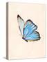 Blue Morphe Butterfly-Julia-Stretched Canvas