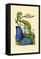 Blue Morpho, 1833-39-null-Framed Stretched Canvas