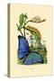 Blue Morpho, 1833-39-null-Stretched Canvas