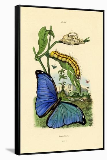 Blue Morpho, 1833-39-null-Framed Stretched Canvas