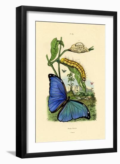 Blue Morpho, 1833-39-null-Framed Giclee Print