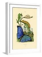 Blue Morpho, 1833-39-null-Framed Giclee Print