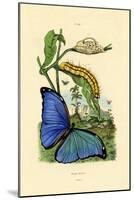 Blue Morpho, 1833-39-null-Mounted Giclee Print