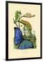 Blue Morpho, 1833-39-null-Framed Giclee Print