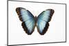 Blue Morpho Against White Background-Darrell Gulin-Mounted Photographic Print