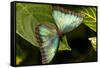 Blue Morpho Butterfly at the Butterfly Conservatory, Key West, Florida-Chuck Haney-Framed Stretched Canvas