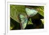 Blue Morpho Butterfly at the Butterfly Conservatory, Key West, Florida-Chuck Haney-Framed Photographic Print