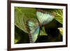 Blue Morpho Butterfly at the Butterfly Conservatory, Key West, Florida-Chuck Haney-Framed Photographic Print