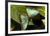 Blue Morpho Butterfly at the Butterfly Conservatory, Key West, Florida-Chuck Haney-Framed Photographic Print