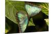 Blue Morpho Butterfly at the Butterfly Conservatory, Key West, Florida-Chuck Haney-Mounted Photographic Print