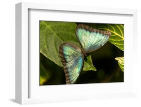 Blue Morpho Butterfly at the Butterfly Conservatory, Key West, Florida-Chuck Haney-Framed Photographic Print