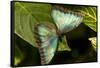 Blue Morpho Butterfly at the Butterfly Conservatory, Key West, Florida-Chuck Haney-Framed Stretched Canvas