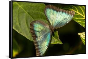 Blue Morpho Butterfly at the Butterfly Conservatory, Key West, Florida-Chuck Haney-Framed Stretched Canvas