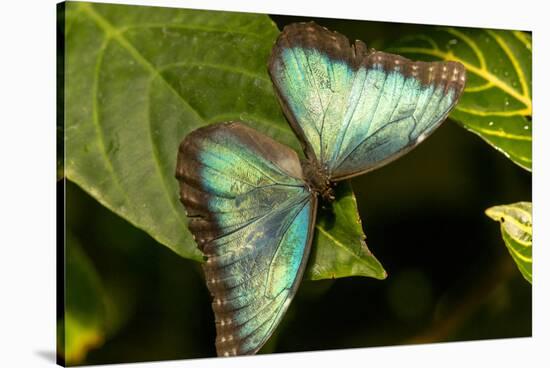 Blue Morpho Butterfly at the Butterfly Conservatory, Key West, Florida-Chuck Haney-Stretched Canvas