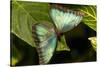 Blue Morpho Butterfly at the Butterfly Conservatory, Key West, Florida-Chuck Haney-Stretched Canvas