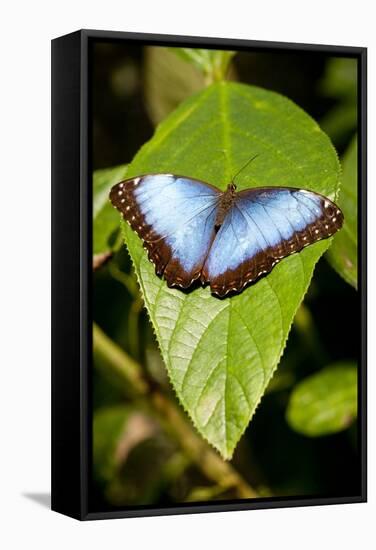 Blue Morpho Butterfly, Costa Rica-Paul Souders-Framed Stretched Canvas