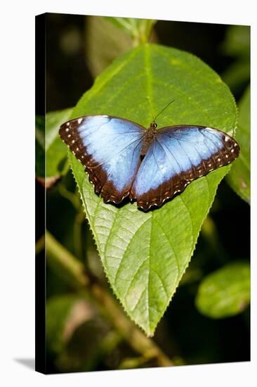 Blue Morpho Butterfly, Costa Rica-Paul Souders-Stretched Canvas