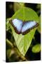 Blue Morpho Butterfly, Costa Rica-Paul Souders-Stretched Canvas