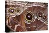 Blue Morpho Butterfly, Costa Rica-null-Stretched Canvas